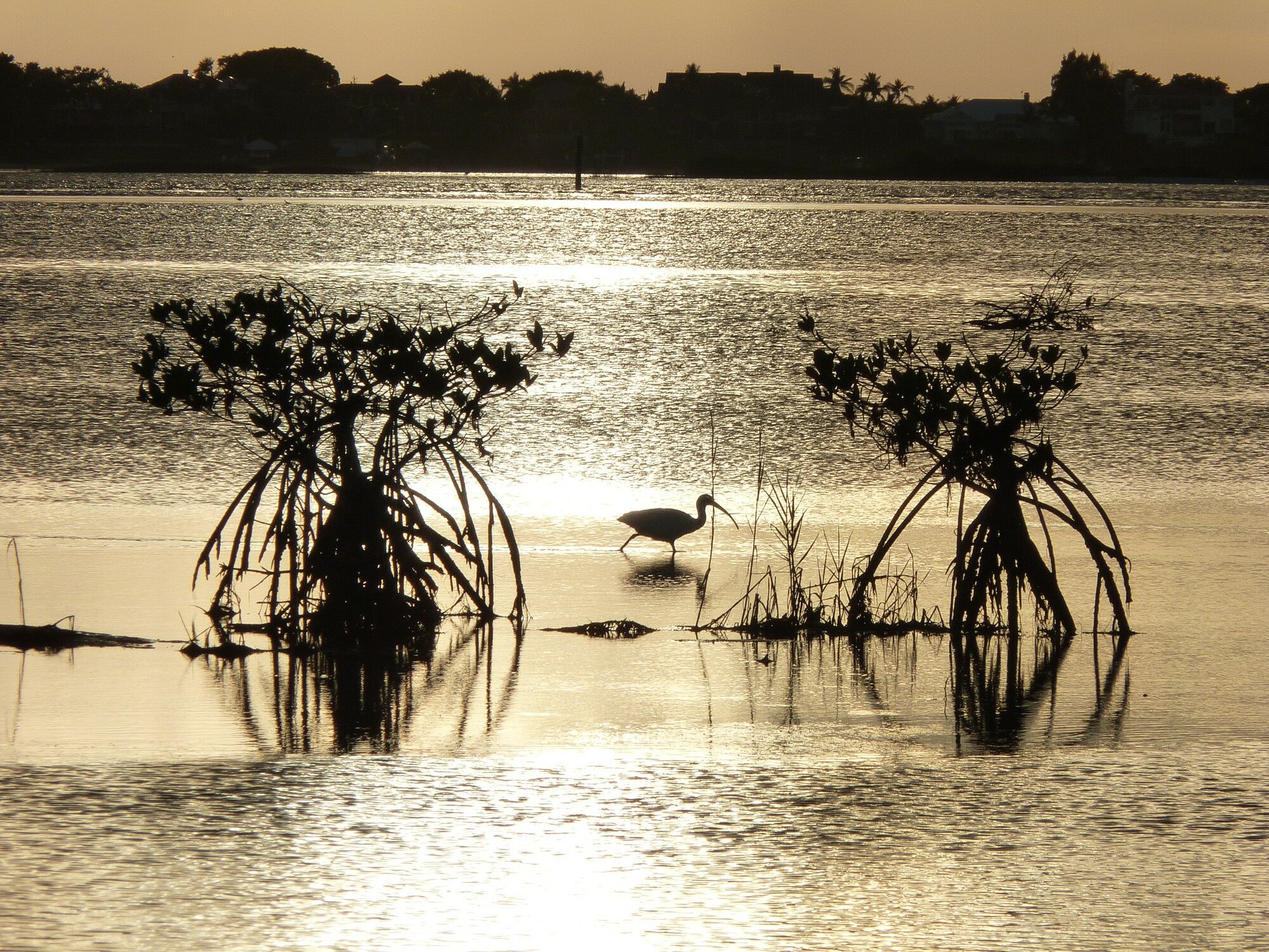 Click to See Next Image